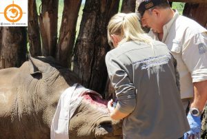 Seha the White Rhino
