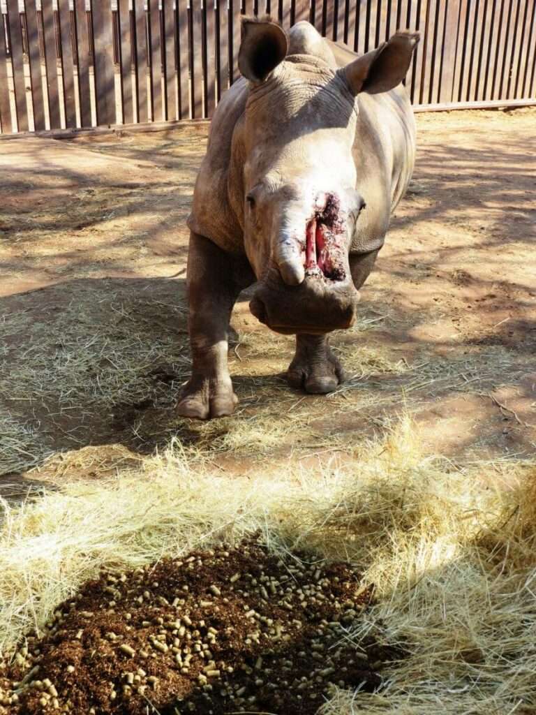 The Crash at the Rhino Rescue Center, It is hoped that the …