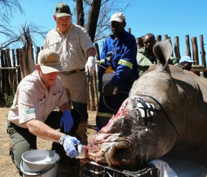 Baby Rhino Rescue: From Massacre to Majesty. This is Seha's journey