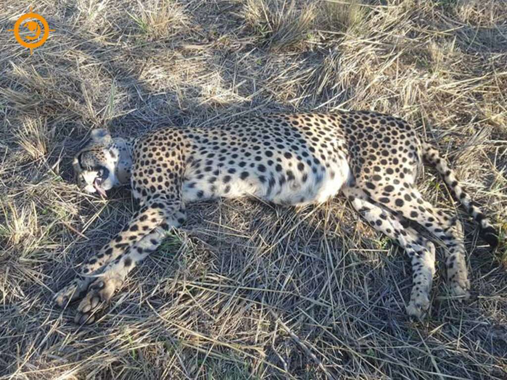 Attending to an Injured Female Cheetah