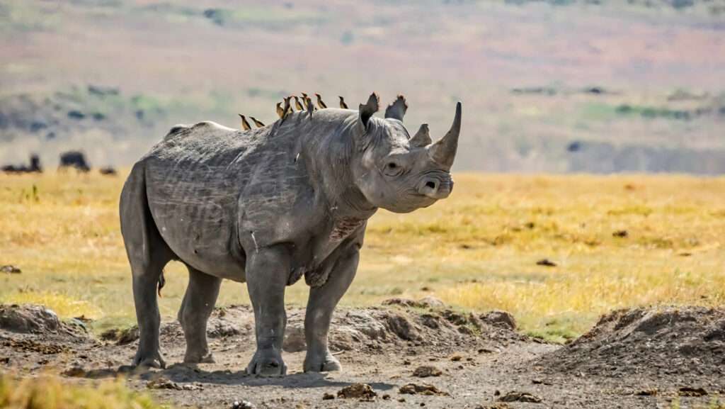 How does the Oxpecker Bird help with the anti-poaching of Rhino?