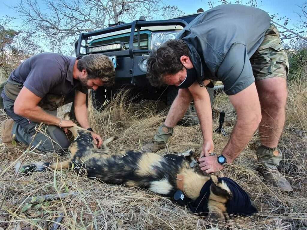 African Wild Dogs translocated from South Africa to Mozambique update African Wild Dogs translocated from South Africa to Mozambique update
