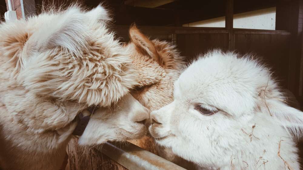 Fun Facts About Baby Alpacas (Cria) – Saving The Survivors