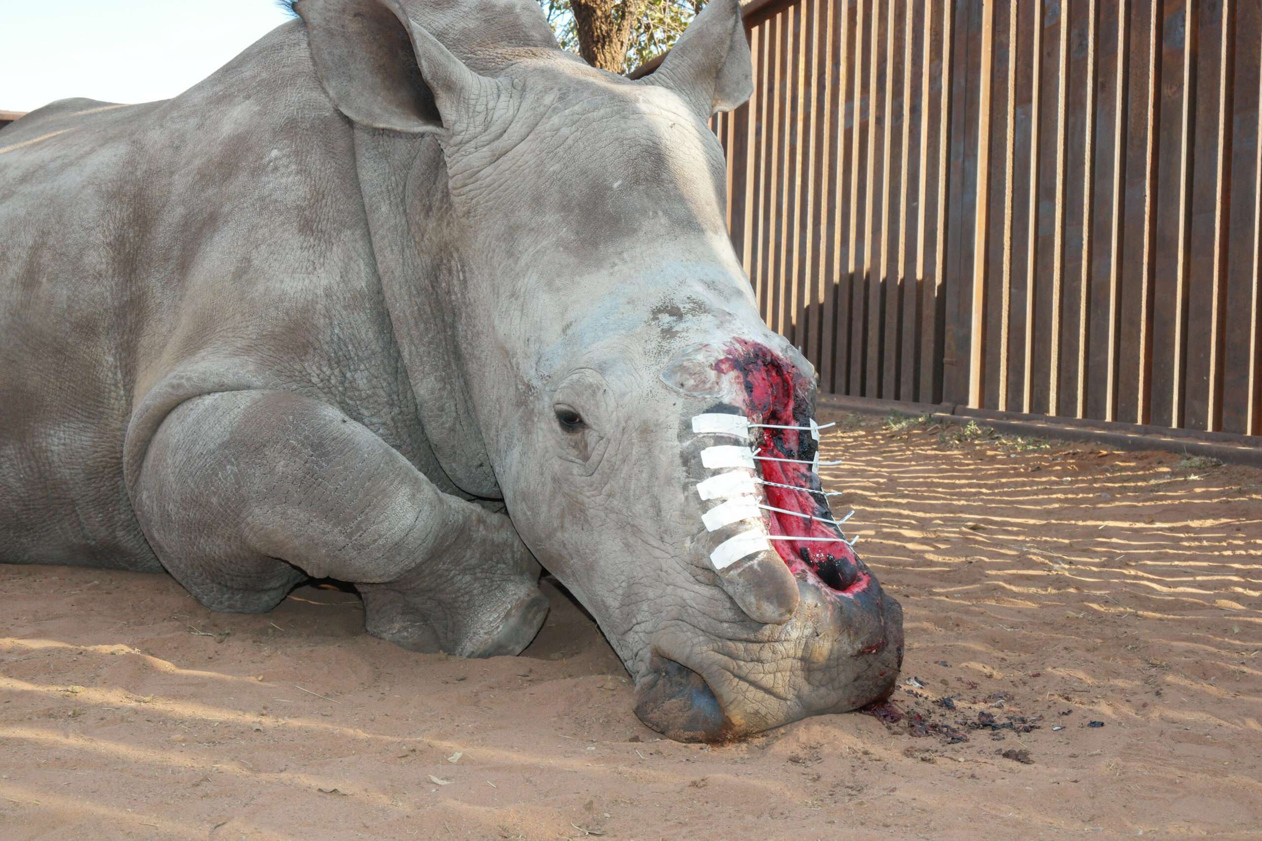 Rhino poaching in South Africa: Hope gets her face back – Saving The  Survivors