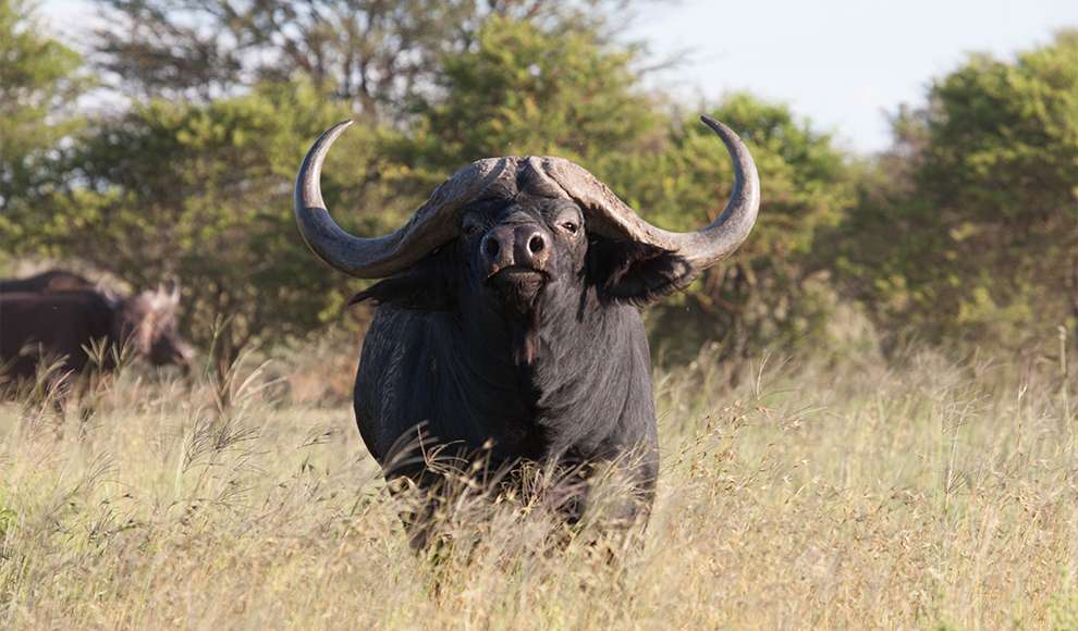 African buffalo, facts and photos