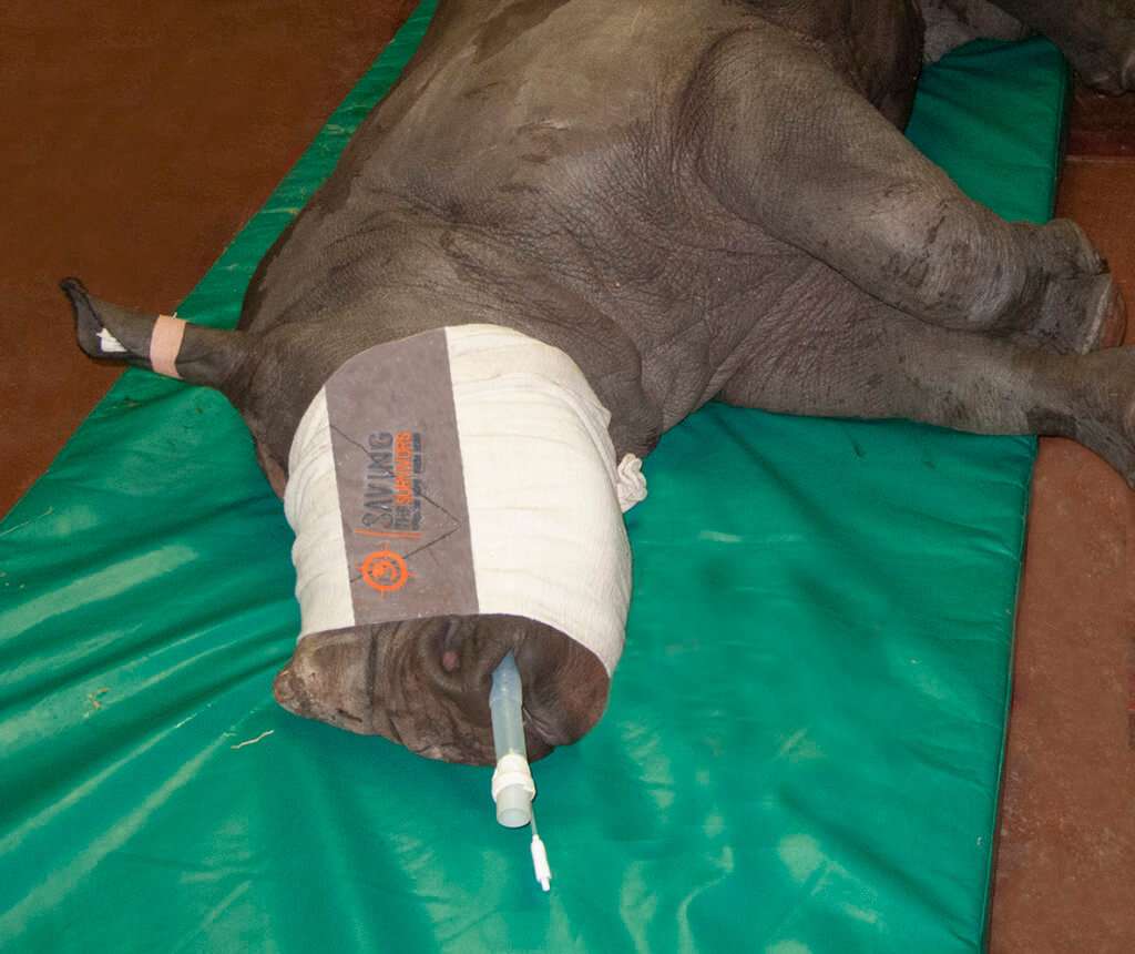 baby Rhino operation