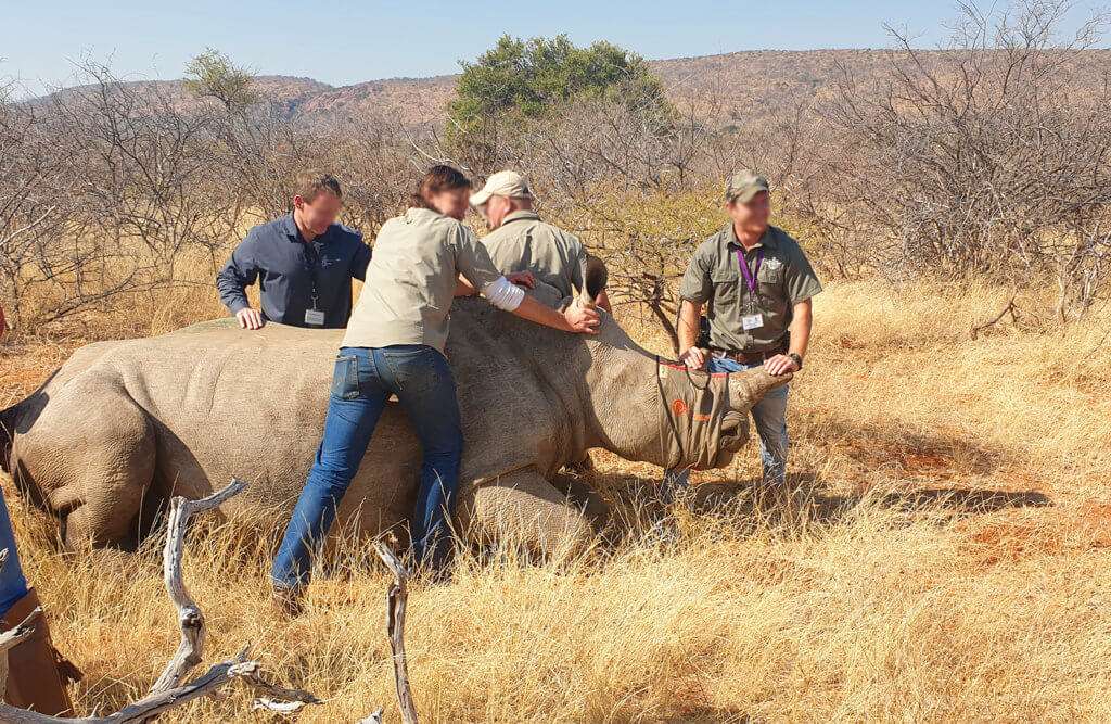 Rhino