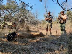 Male Lion with vets