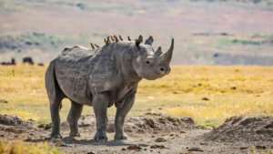 Rhino with Oxpecker bird