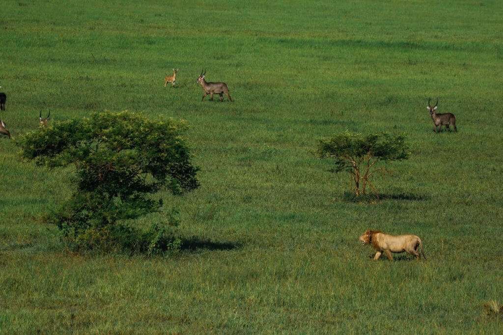 Lions