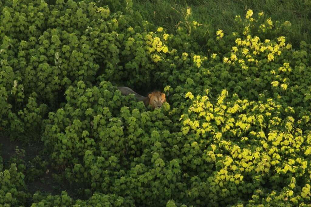 Lion