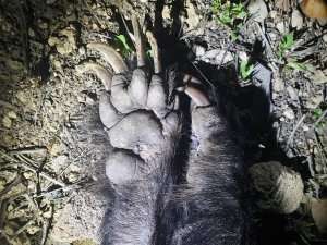 honey badger claws