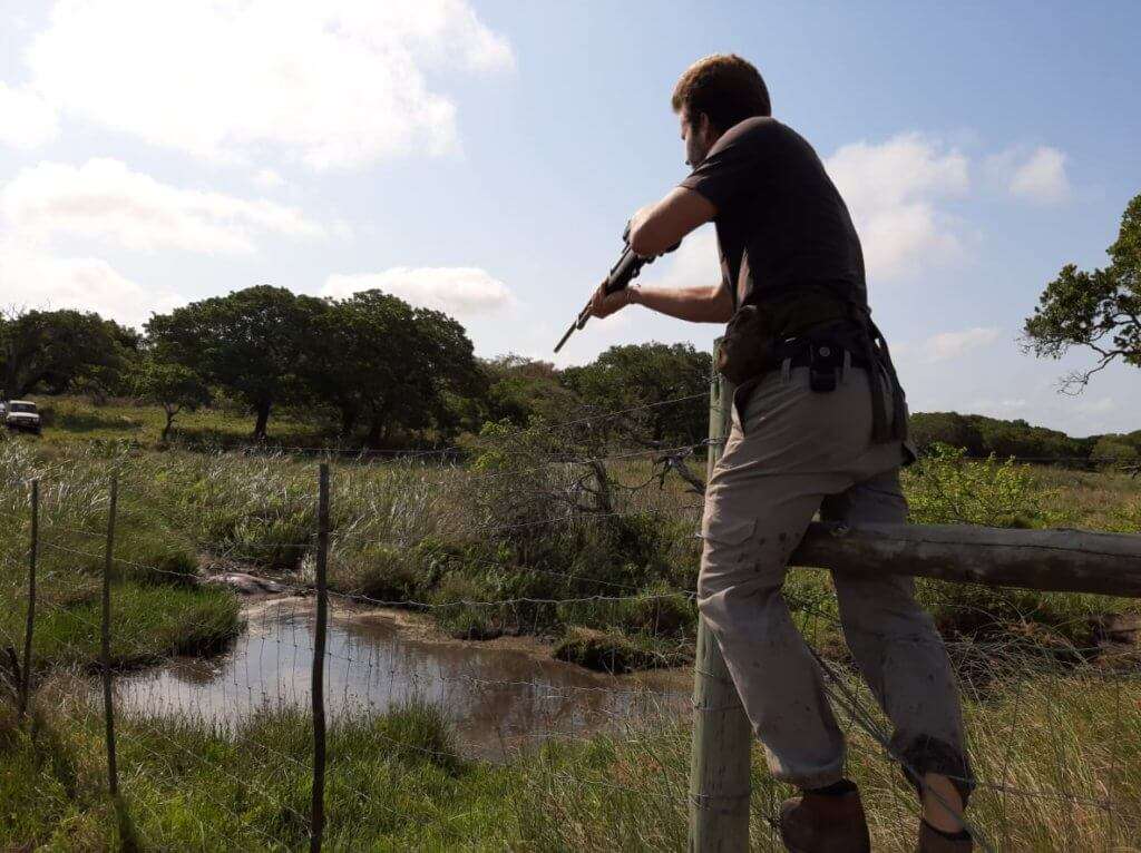 Darting Hippopotamus