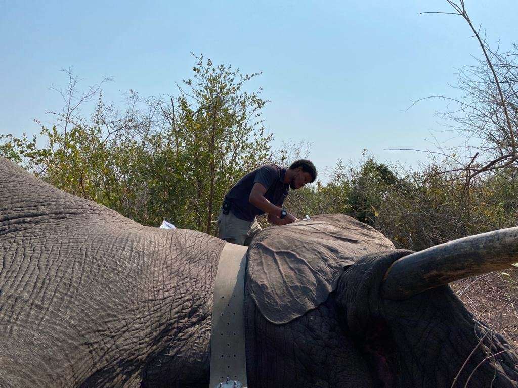 Elephant bull