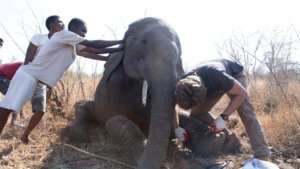 Human-Elephant