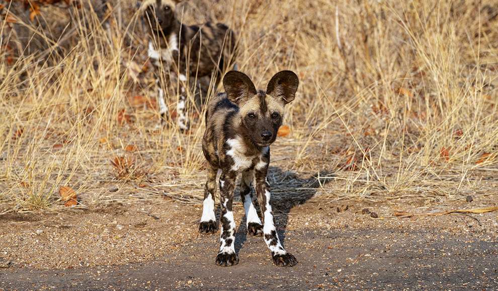 can african wild dogs be tamed