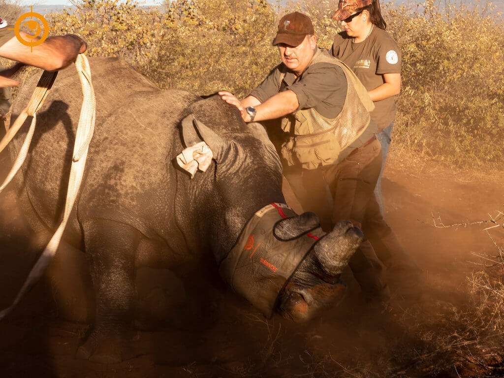 White Rhino immobilised 