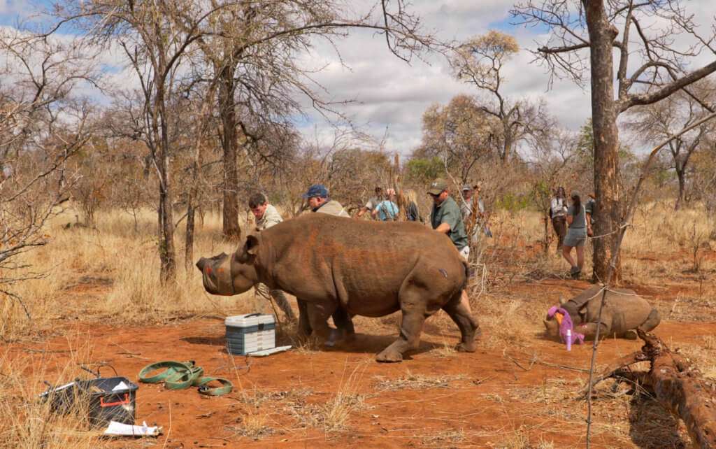 Black Rhino