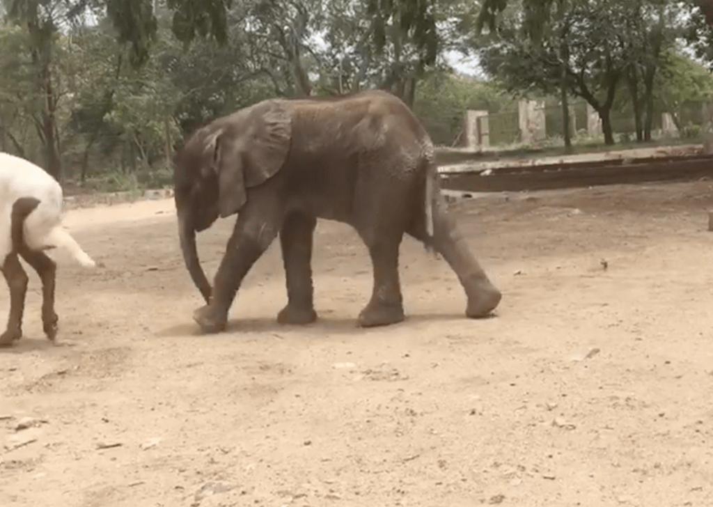 Baby Elephant