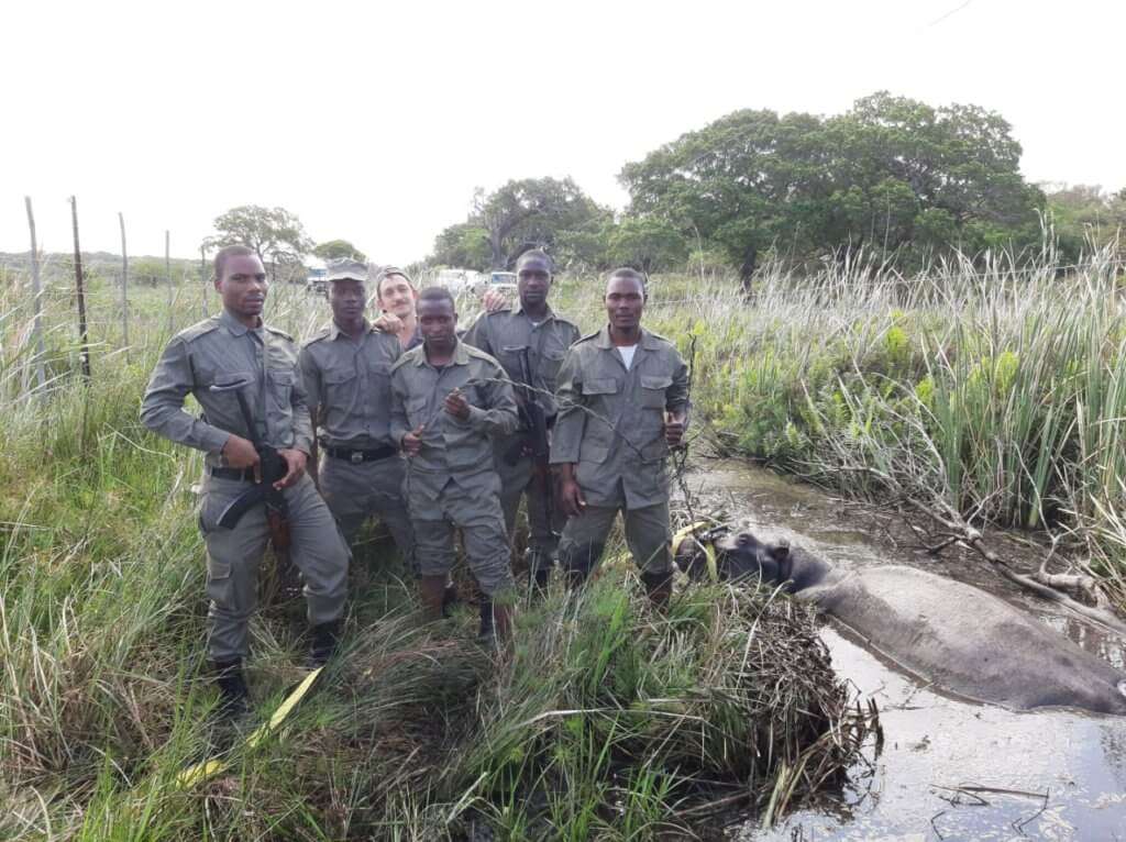 Hippopotamus in water