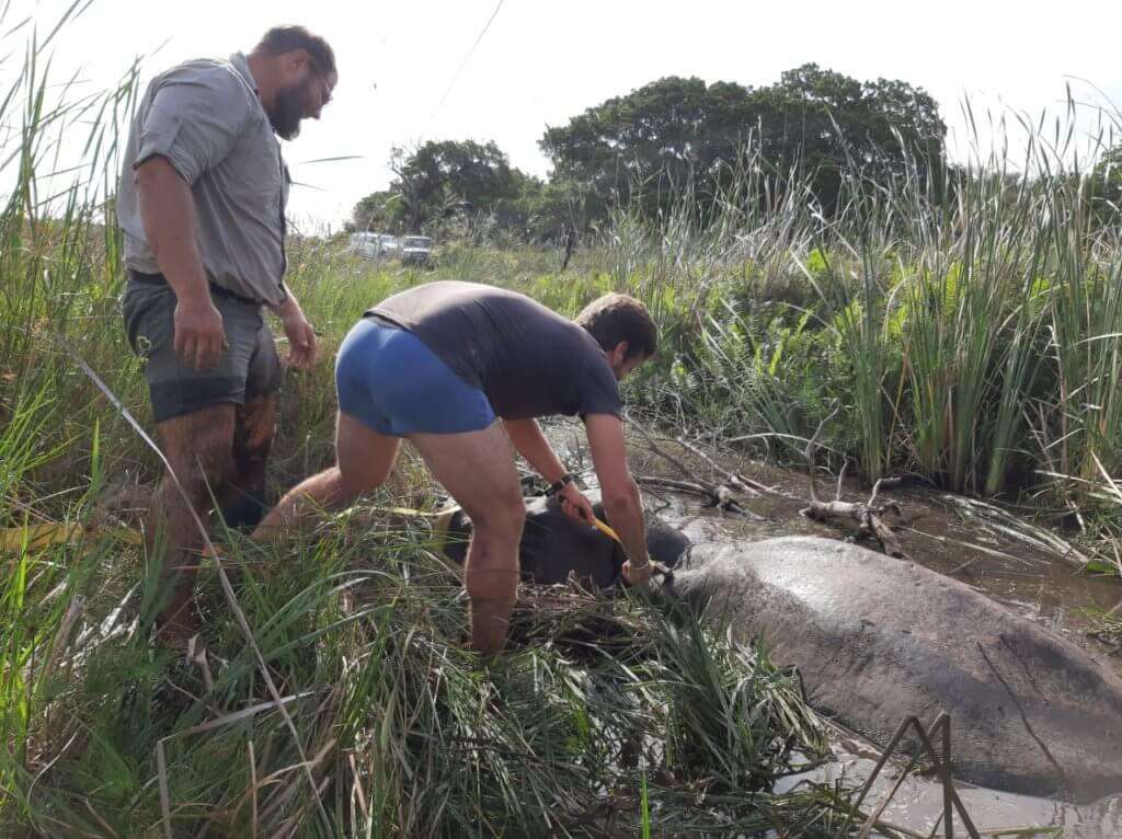 Snare on Hippopotamus