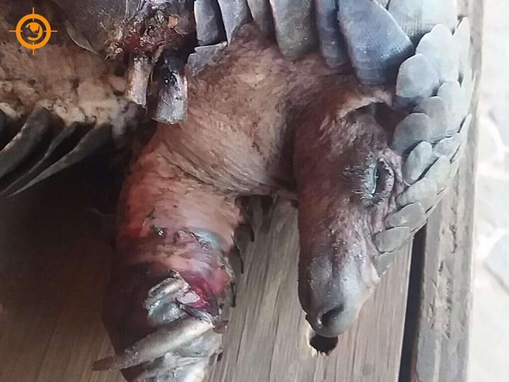 Pangolin snare wound