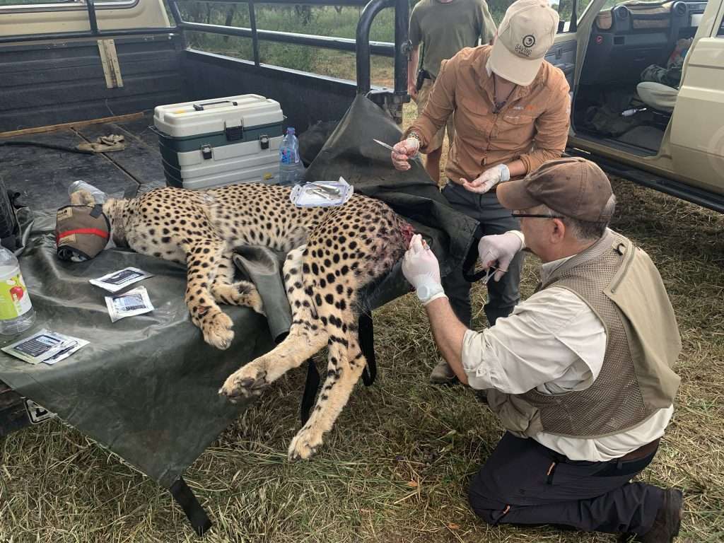 Injured Cheetah loses tail