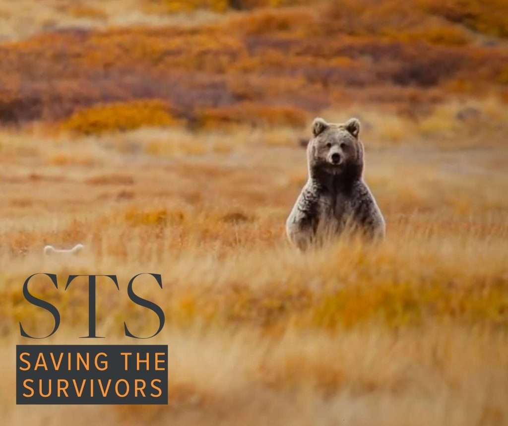 Himalayan Brown Bear Project