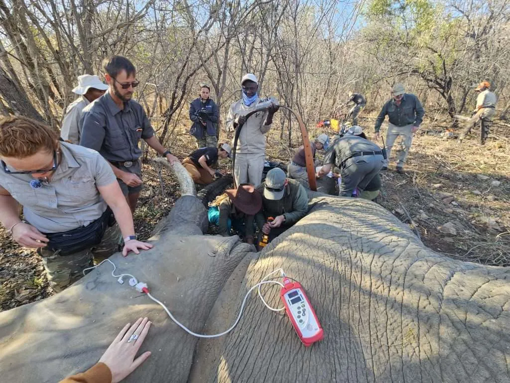 Tracking Giants